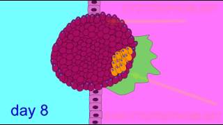 EMBRYONIC DEVELOPMENT TROPHOBLAST [upl. by Nuyh]