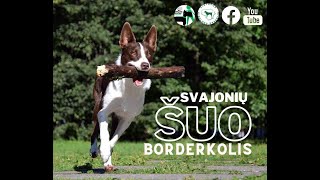 Svajonių šuo borderkolis [upl. by Casia]