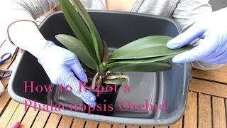 Repotting a Phalaenopsis Orchid  Beginner Care Tips [upl. by Olimreh284]