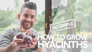 How to Grow Hyacinths  Everything You Need to Know  Guide to Growing Indoor Hyacinth Bulbs [upl. by Skolnik]