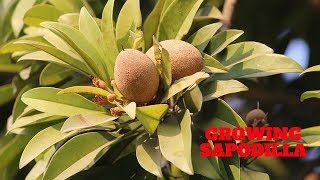 Growing Sapodilla Chikoo [upl. by Lopez214]