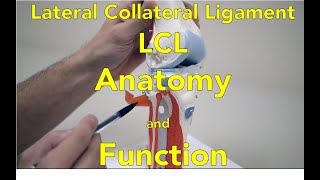 Lateral Collateral Ligament Anatomy Function Injury and Treatment [upl. by Htbazile]