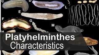 Platyhelminthes phylum characteristics [upl. by Yhtomot]