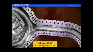 CBSE Class 11 Biology  Urine Formation  By Shiksha House [upl. by Nilad]