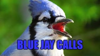 Blue Jay Calls [upl. by Akinyt203]