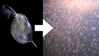 How I Culture Daphnia [upl. by Siclari]