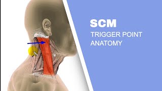 Sternocleidomastoid Muscle SCM Trigger Points [upl. by Nedda]