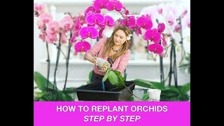 ORCHID CARE 🍃REPOTTING ORCHIDS REPLANTING ORCHIDS 🌿 Shirley Bovshow [upl. by Hnacogn]