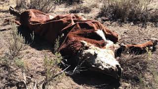 Oregon Cattle Mutilations Leave Authorities Puzzled [upl. by Diamond]