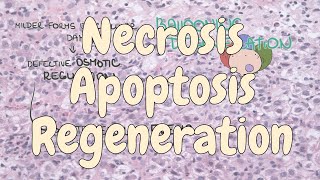 Necrosis apoptosis and regeneration  liver pathology [upl. by Asertal]