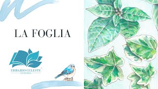 LA FOGLIA [upl. by Nahbois]