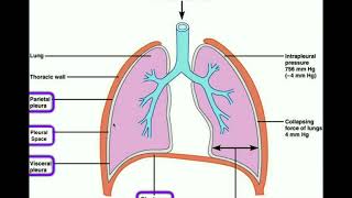 Anatomy  Body Cavities amp Serous Membranes [upl. by Atrahc]