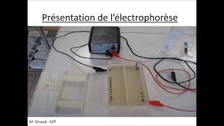 technique électrophorèse svt [upl. by Poppas]