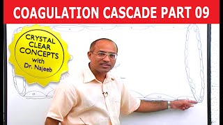 Coagulation Cascade  Part 912 [upl. by Doe]