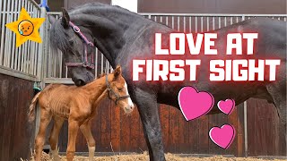 Orphan foal meets foster mother Queen👑Uniek Ive never seen this before Amazing  Friesian Horses [upl. by Ykceb907]