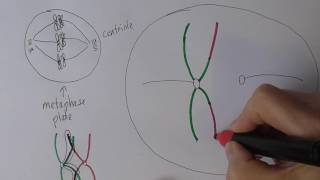 Meiosis 4 Metaphase I and Anaphase I [upl. by Clarhe40]