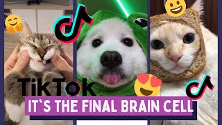 Final Brain Cell Song Funny TikTok Animals  TikTok Dogs and Cats [upl. by Shanley590]