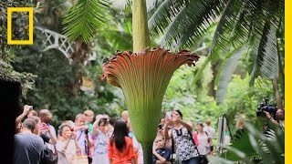 The Corpse Flower Behind the Stink  National Geographic [upl. by Talia357]