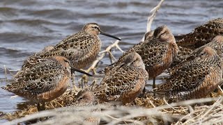 Dowitcher ID with Jon Dunn [upl. by Harv]