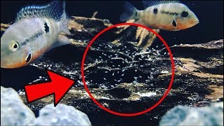 Firemouth Cichlid Breeding [upl. by Ewart]