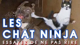 Essayez De Ne Pas Rire  Les chats ninja  Chats qui battent [upl. by Sahcnip112]