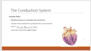 Conduction System of the Heart [upl. by Celka]