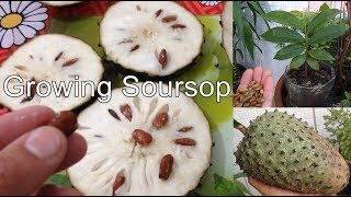 Growing Soursop From Seed to fruit in containers [upl. by Lleihsad415]