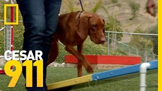 Challenging a Vizsla  Cesar 911 [upl. by Kassie]