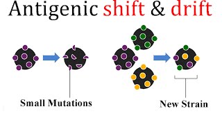 Antigenic shift and drift [upl. by Kezer]