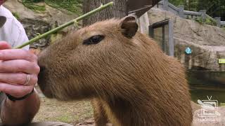 Capybara Keeper Talk at Taronga Zoo Sydney [upl. by Melone350]