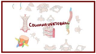 ANATOMIA  Columna vertebral curvaturas vértebras relaciones  BLASTO [upl. by Filmer301]