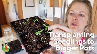 Transplanting Seedlings to Bigger Pots [upl. by Bogart]