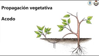 Tema 3 Multiplicación Propagación vegetativa acodo [upl. by Galang]