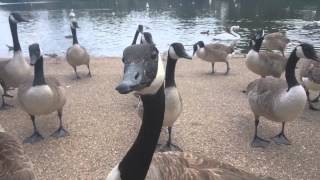 Feeding Canada geese [upl. by Nosauq]