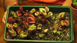 begonia cuttings [upl. by Giacomo124]