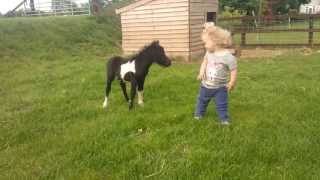 newborn miniature shetland foal gets friendly with young children [upl. by Hobey]