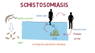 Schistosomiasis Bilharzia– an overview [upl. by Ahsinot]