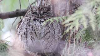 Western Screech Owl Song [upl. by Araz864]