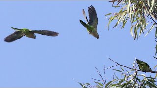 Wild Parakeet Sounds and Images [upl. by Norford]