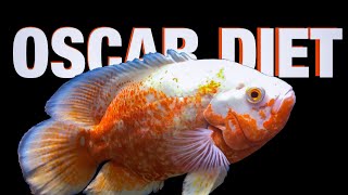 Oscar Fish Diet Guide [upl. by Ainehs]