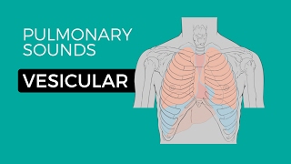 01  Normal Lung Sounds  Vesicular breath sounds [upl. by Kudva]