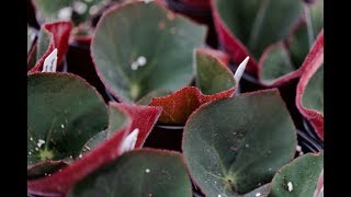 BEGONIA PROPAGATION — Ep 039 [upl. by Teraj796]