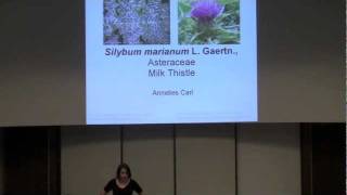 Silybum marianum Milk Thistle [upl. by Alejandro]