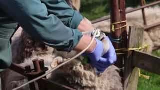 Correct drenching technique  sheep worming [upl. by Toomay]