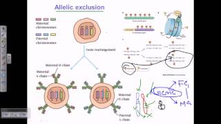 Allelic exclusion [upl. by Edgell]