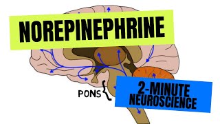 2Minute Neuroscience Norepinephrine [upl. by Schnur244]