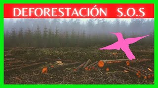 LA DEFORESTACIÓN  CAUSAS Y EFECTOS 🌲🌳 [upl. by Aneis9]