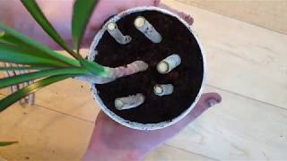 Growing Dracaena Cuttings [upl. by Almire]