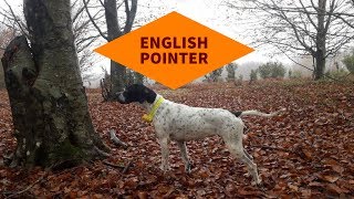 English Pointer [upl. by Mot308]