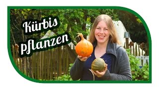 Kürbis erfolgreich anbauen 🎃 Hokkaidokürbis richtig Lagern 🎃 Kürbisgewächse im Gemüsegarten [upl. by Atileda]